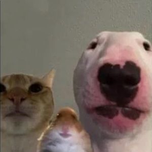 Meet your Posher, Albert